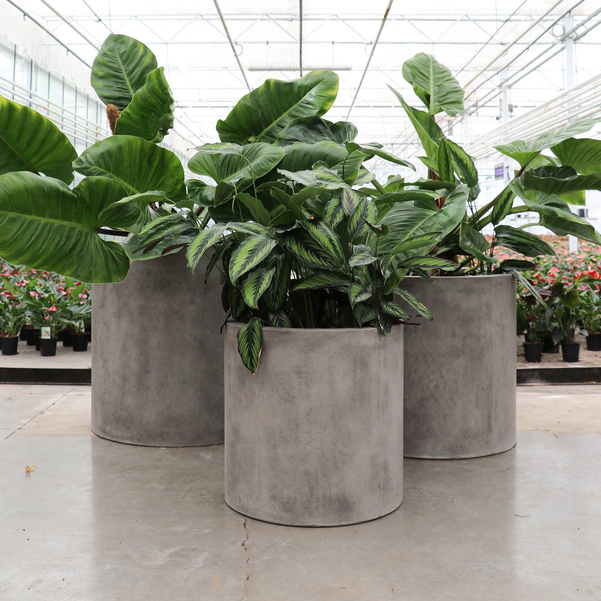 Mikonui Cylinder Planter Large - Cement