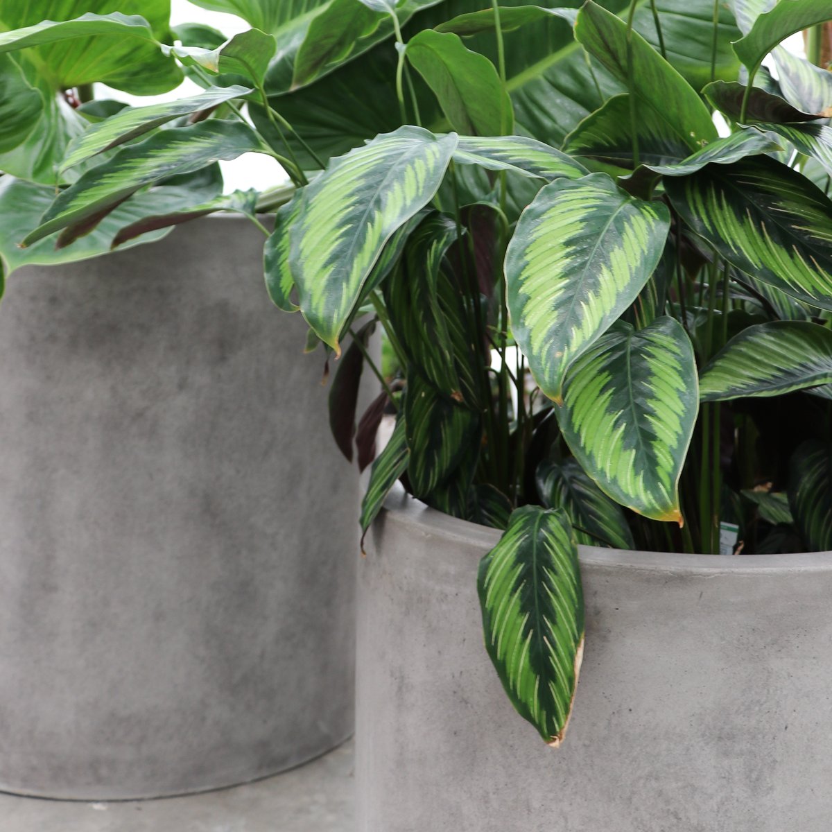 Mikonui Cylinder Planter Medium - Cement