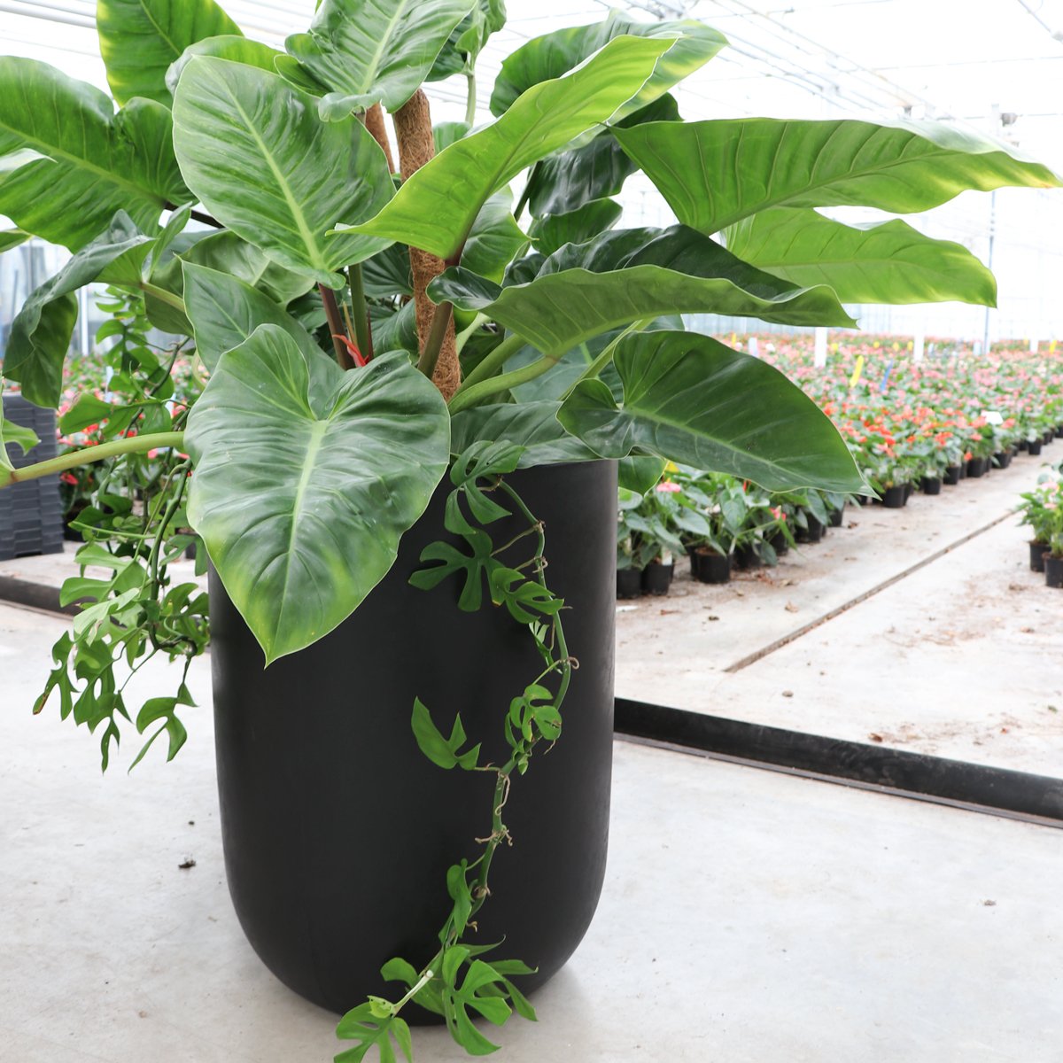 Oreti Black Planter - Medium