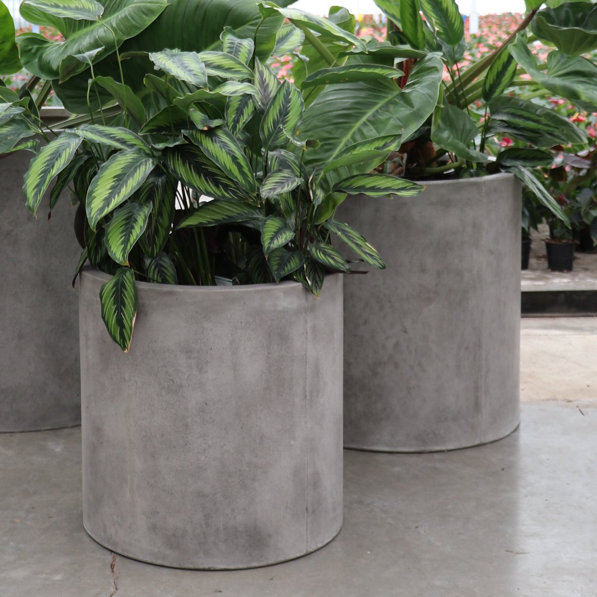 Mikonui Cylinder Planter Medium - Cement