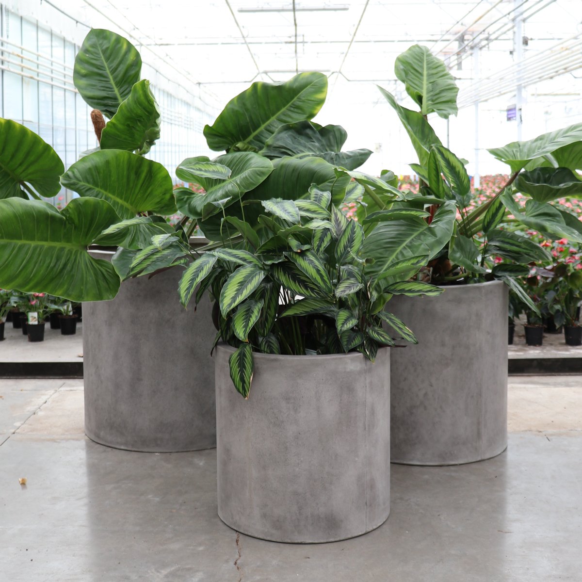Mikonui Cylinder Planter Small - Cement
