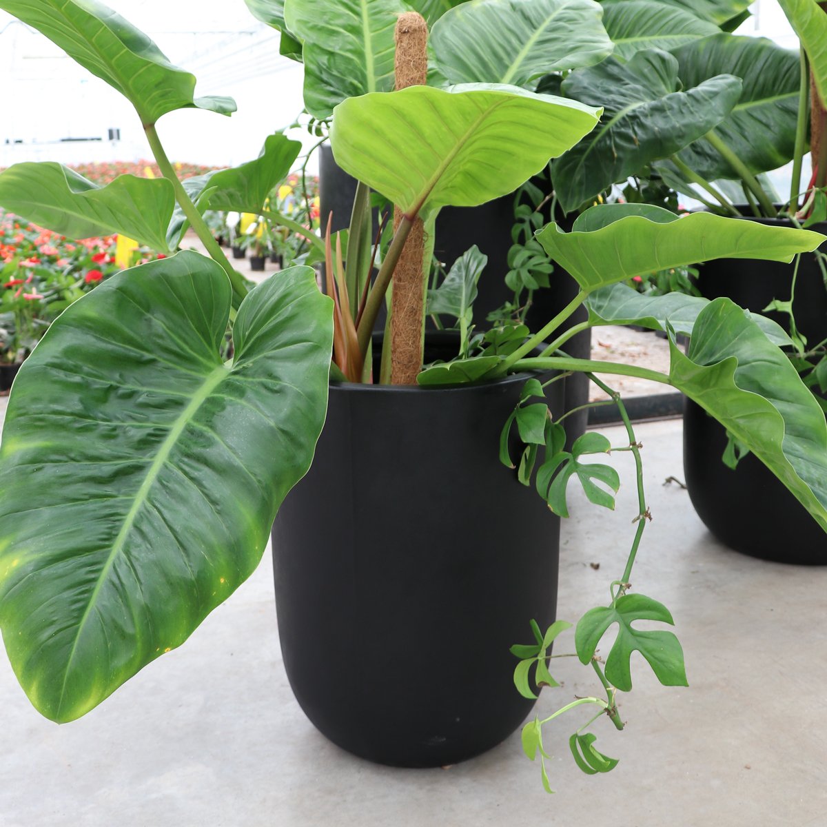Oreti Black Planter - Large