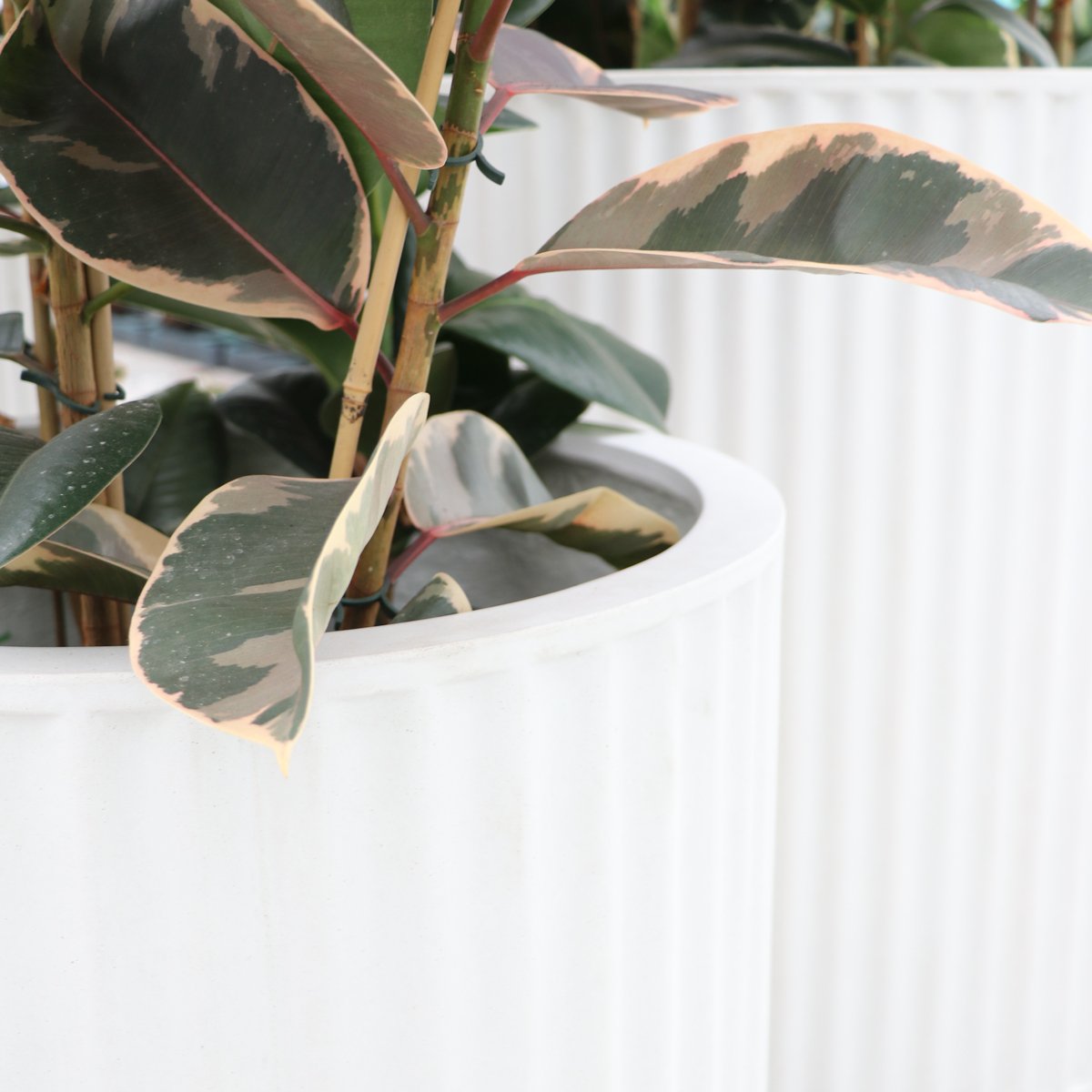 Piako Ribbed Cylinder Planter Medium - Chalk